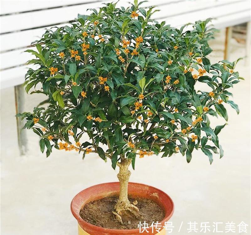家庭盆栽桂花树,牢记3点,秋冬呼呼开花,香味浓郁特迷人