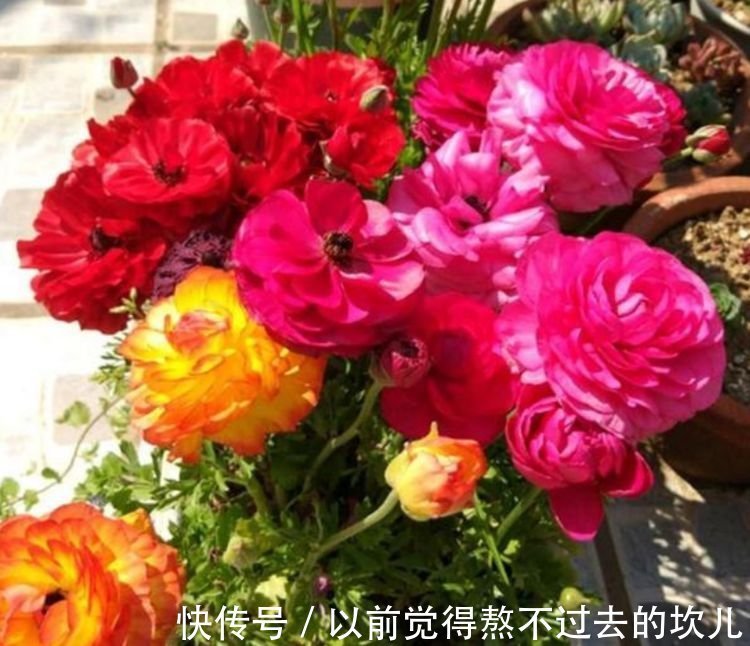 养花就养这几款,5元1盆,漂亮又好养,开花多、花期长!