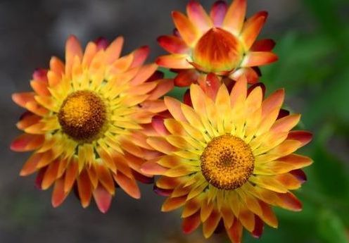 就喜欢这些花朵,开花贼多,花香飘满屋,开花艳丽惹人喜