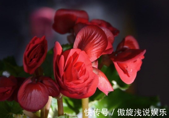 花卉里的“劳模”,此小花四季开花,好养花朵艳,开花一簇一簇