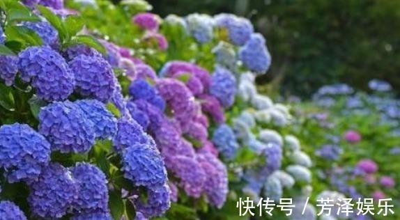 枝条|养绣球“修剪”要做对,花期必开花,花开几百朵,变成“大花球”