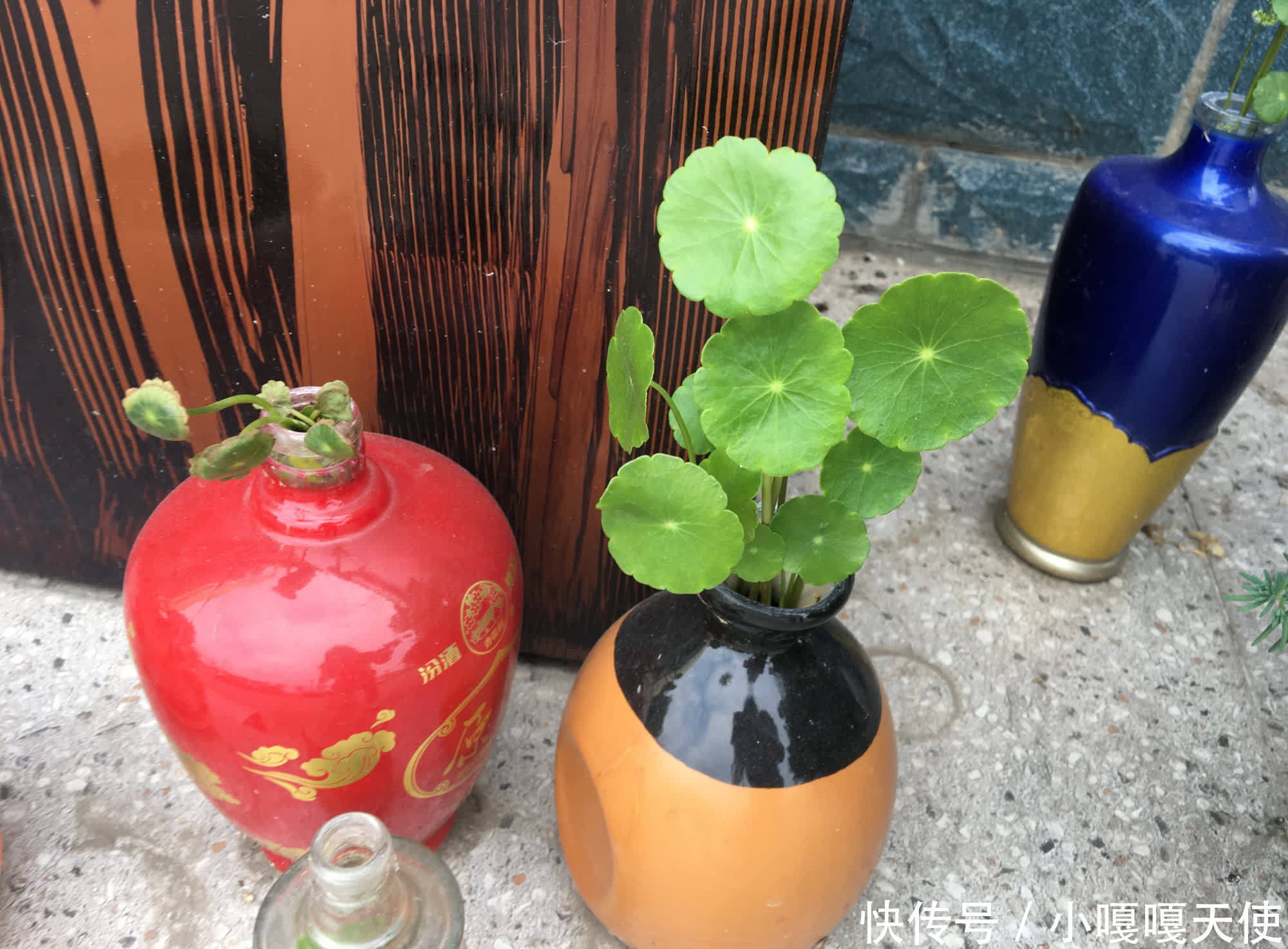 家里有不用的瓶子,拿来水培3种绿植,简单好养清新漂亮