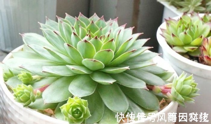 盆栽|丢在石缝中也能生长的多肉盆栽,大半年不管还爆盆,美极