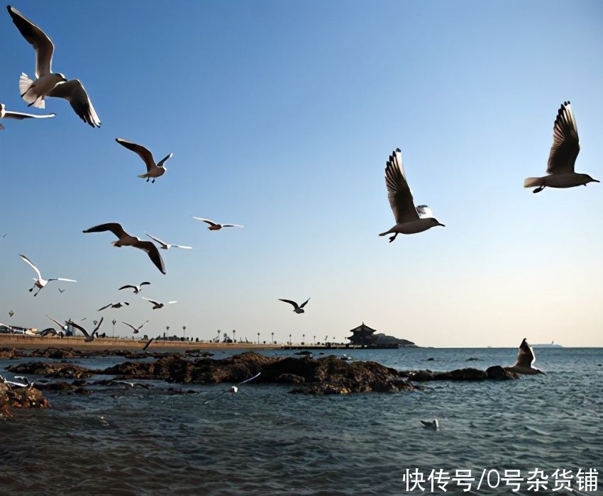 青岛栈桥的海鸥吃美了，我在老家吃上了这种美味