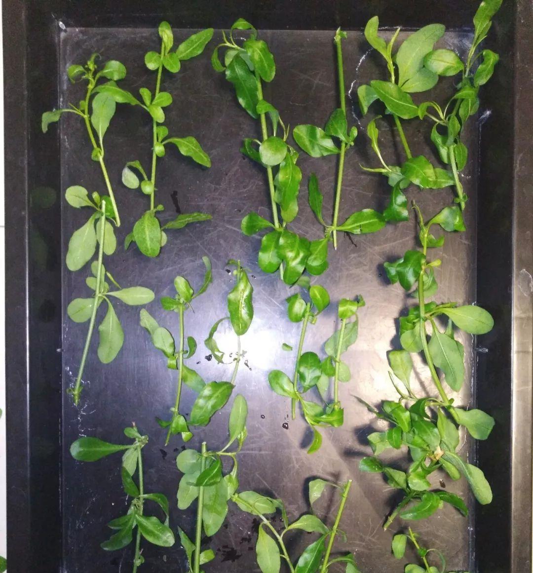 月季花|秋天扦插“4种花”，易生根，爱生长