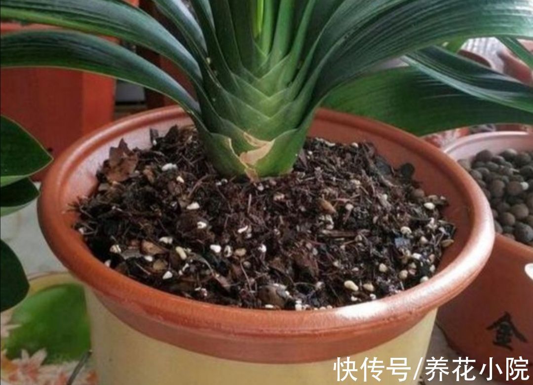 养花|君子兰喂上“2种肥”,叶子长得快,饱满厚实又有光泽