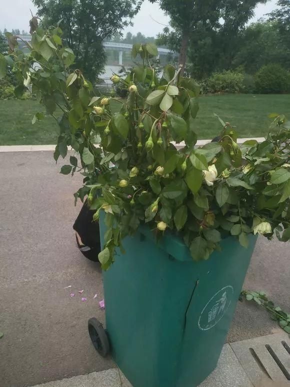 花儿|路边被人丢掉的名贵花，丢人也要捡，种盆里就开花