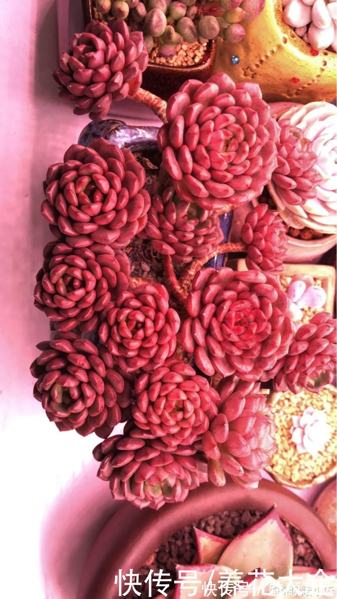 肉肉们|室内养多肉，也能养出水晶果冻色，任谁看到都说好