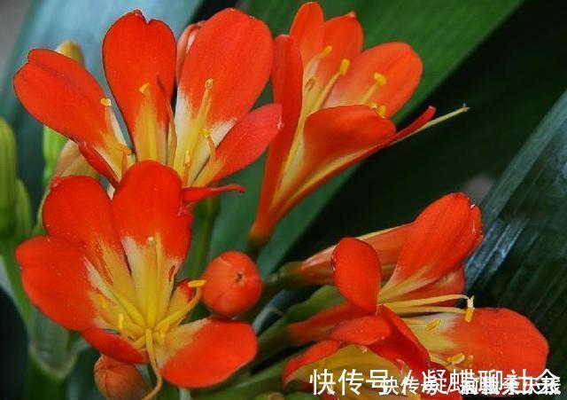 枝叶|“1种水”浇君子兰,7天冒出“大白根”,30天枝叶油绿,冒花芽