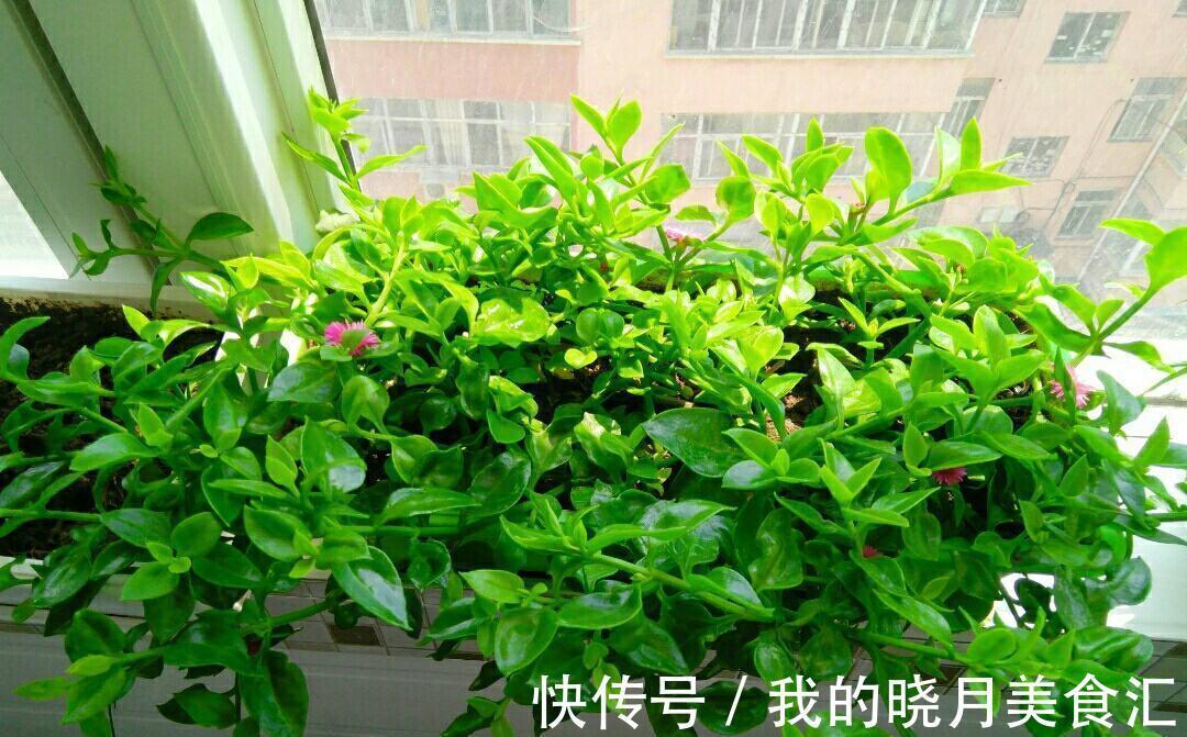 十种健康花,适合现在养,人养花花亦养人,越养空气越“干净”