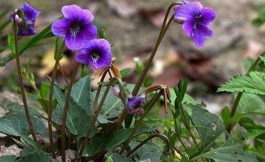 山林里常见的“蛇头草”，人们避而远之，其实药用价值高，望周知