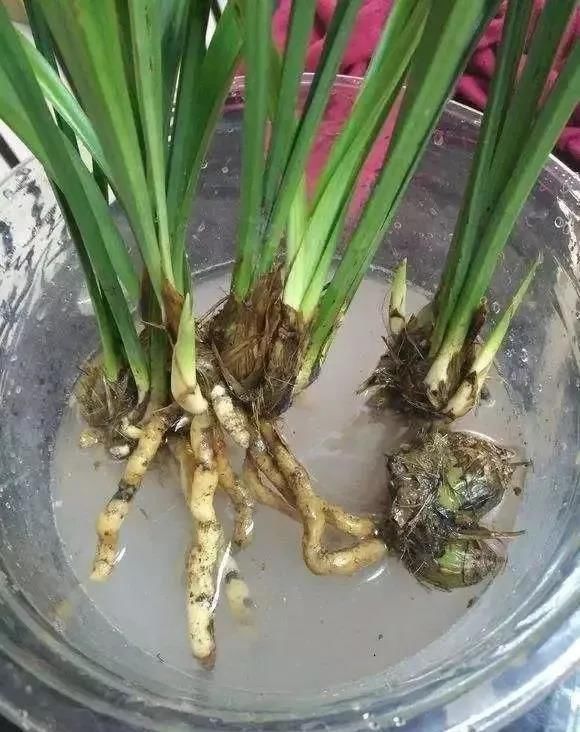 磨粉|3种养花好物,磨粉兑水养花,杀菌又填肥!早看早知道!