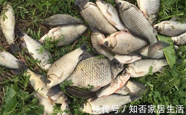 水草|野钓鲫鱼：夏季可以钓边草，秋季最好钓草洞，不是有草就有鱼