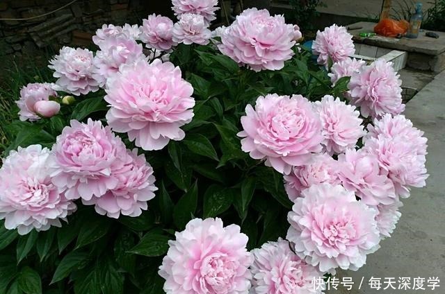 绣球花|6种“欠冻花”,冬天会假死,闷着头憋新芽,春天一到,砰砰爆花