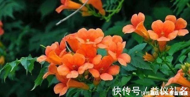 黄豆花生|偷偷告诉你，养花“高手”都用“这种”肥，不花钱，养啥花都旺！