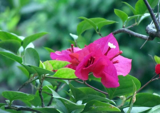 新手|老花匠“折磨”花有心得，花苞蹭蹭冒出来，不费心思新手都能操作