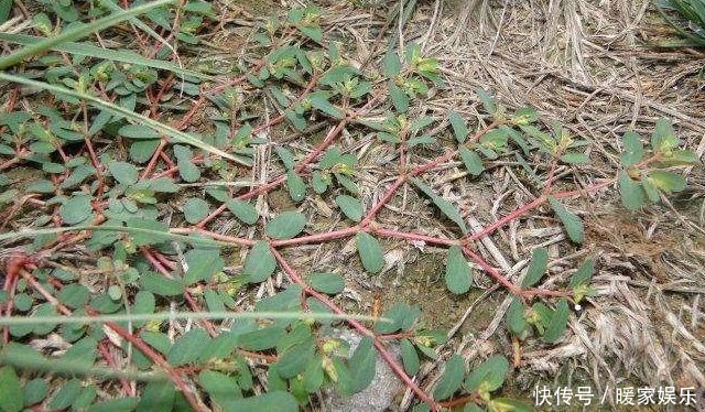 地锦草|马齿笕的“孪生兄弟”,人称“血见愁”,止血不留疤,你见过吗