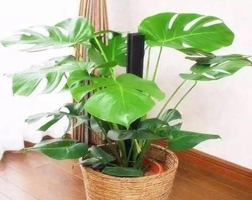 文竹|有3种“花”最怕阳光,越阴反而生长越旺,客厅养1盆还能吸甲醛!