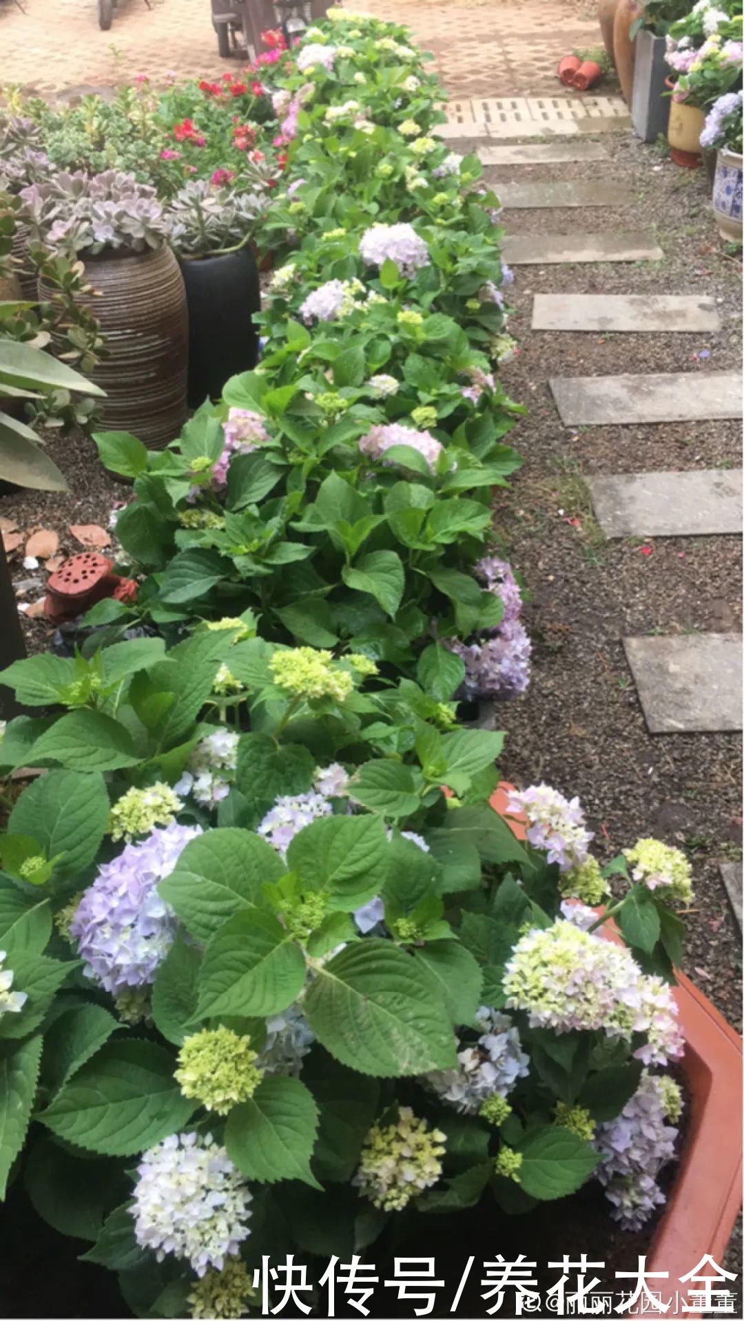 3种花“大花墙”，大门口随便种，年年都开爆