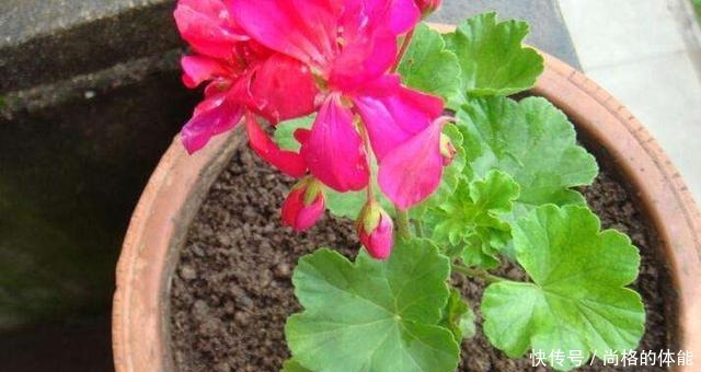 她家只养一种花,一年四季有花赏,原因是做好了四件事!