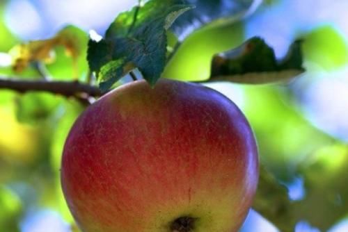 维生素b1|秋季到,正是吃三种食材的时候,营养健康价格又不高