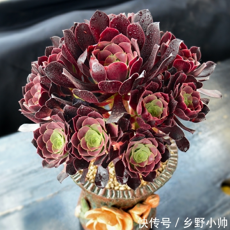 法师|法师还在休眠吗？什么时候开始苏醒？你想知道的都在这里