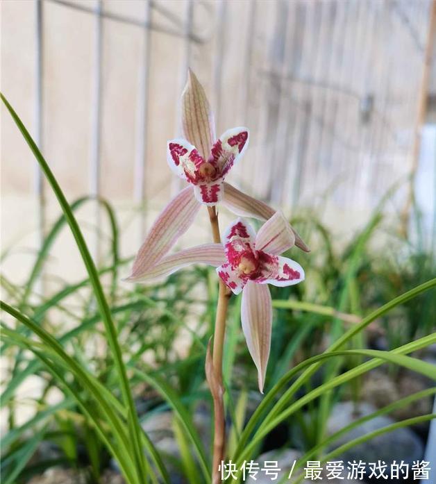 杂交兰花|开花酷似兔子耳朵，曾价值30万1苗，带你认识兰花玉兔彩蝶