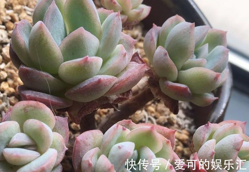 七招把多肉控养成精品小萌物,多肉不仅美呆了,还节省种植空间