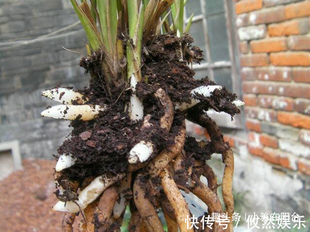 兰花什么时候换盆好选对“时间”,根系壮开花多,一盆变3盆!