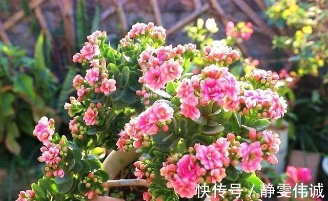 不死鸟|长寿花不能一盆栽多棵!因为难养好,想要一盆多色只有一个方法!