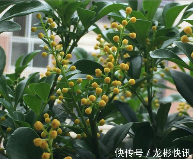 米兰花|新手养米兰,按照养护“步骤”,不断开花不断长,清香飘满屋