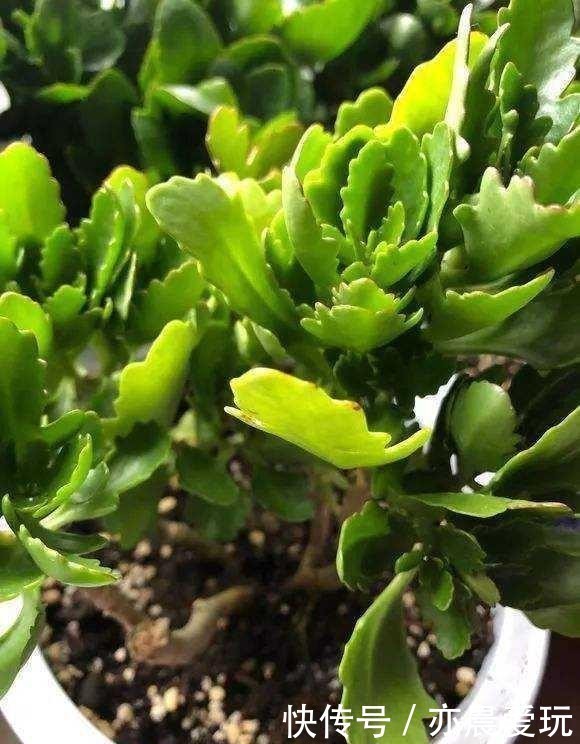 迎刃而解|长寿花不长花苞,那就用这招,问题迎刃而解