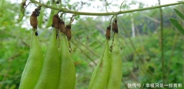 老家若有见到这种野草，请保护起来，让它们生长，目前120元一斤