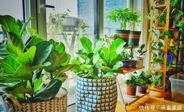 烂根|冬至后养花，记住4个口诀，花卉不黄叶、不烂根，新叶蹭蹭长