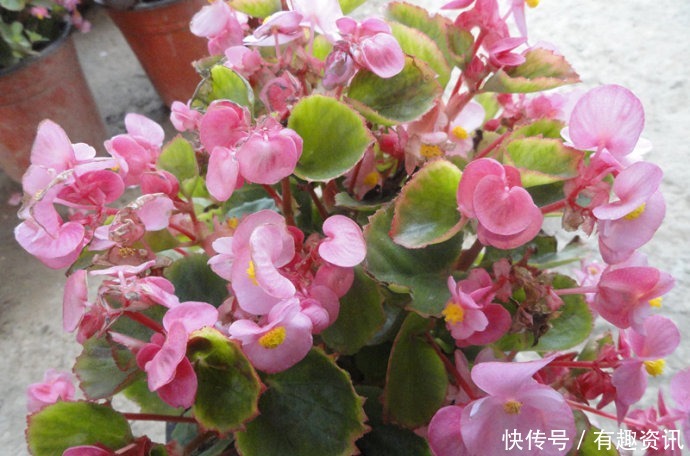 此1种花,花期超长,能开9个月,养一盆天天有花看!