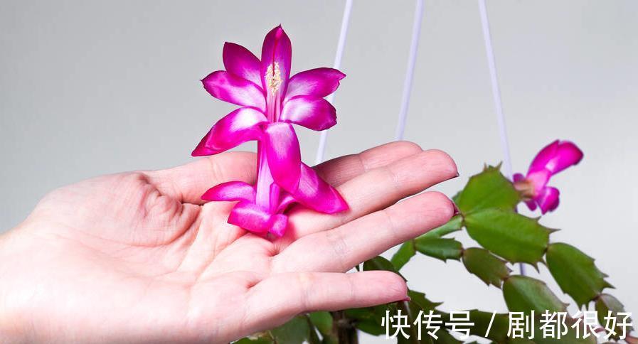 繁殖|蟹爪兰如何快速生根,使用此水培法,20天就能长出大量新根