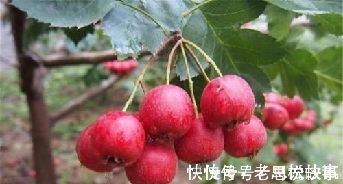 慢性疾病|糖尿病人可以吃的几种水果,补充维生素,血糖可能会降下来