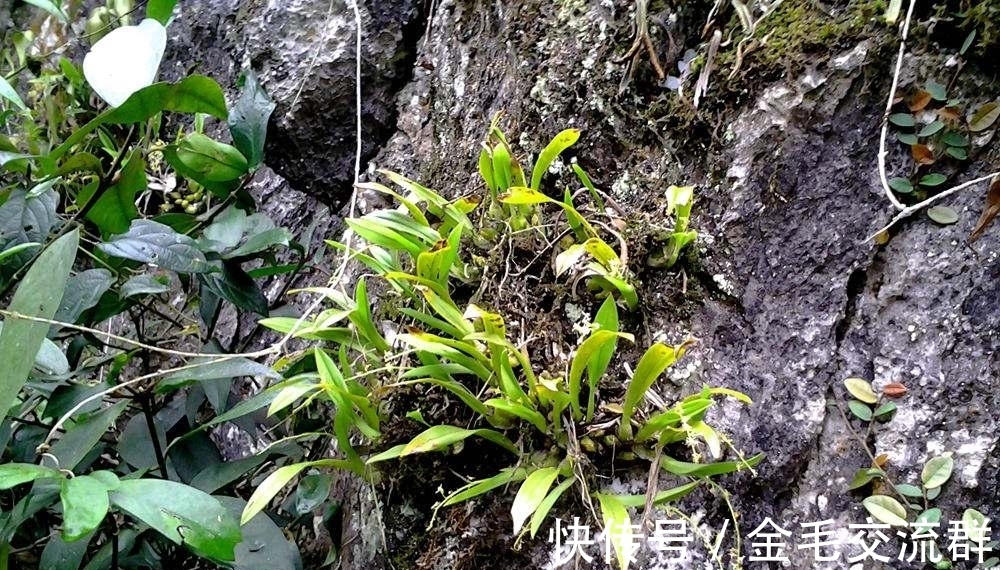 去野外挖植物当盆栽养?4种植物濒危,挖一株少一株