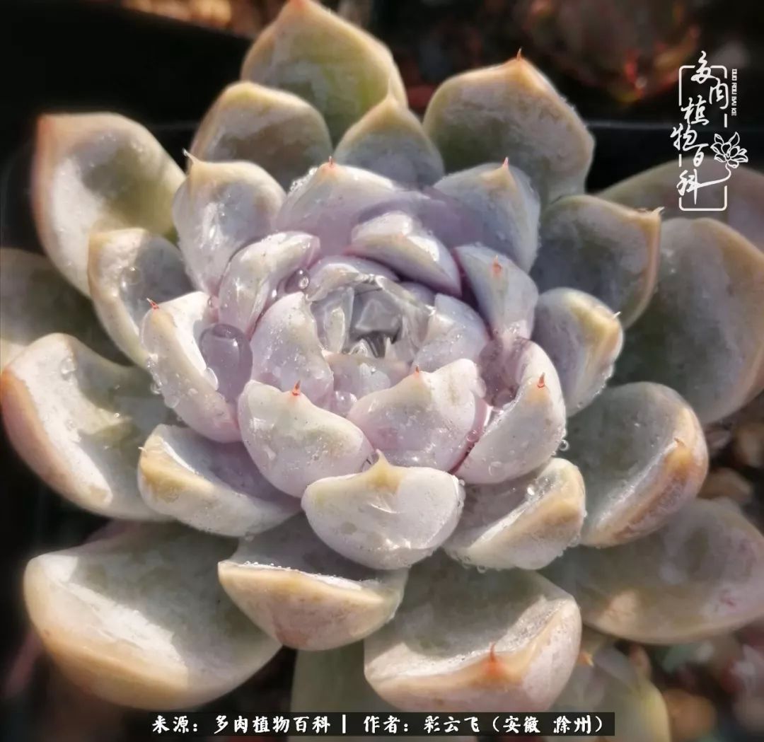浇水后的多肉,照片秒变“照骗”!却被“骗”得很开心!
