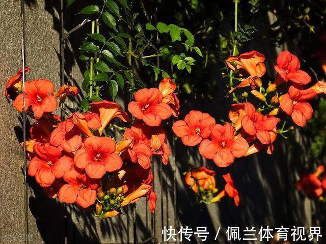 窗户|好好的院子，被一棵“霸道”的凌霄花给毁了