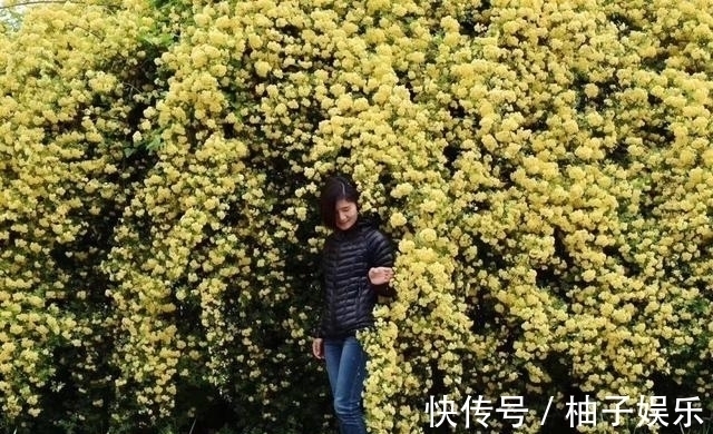 院子再小,也要养棵它,2年长一片,开花特别美,左邻右舍都说香