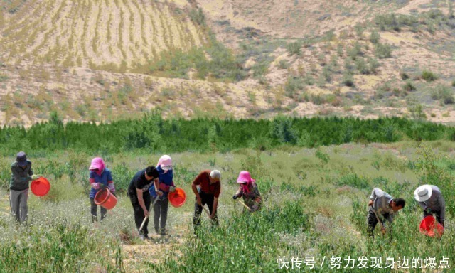 我国首个变绿洲的沙漠：八成区域重新变成绿洲，周边环境大大改善