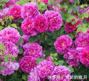 花草|家里养上4种花，百花齐放，鲜艳无比，开成百花园！