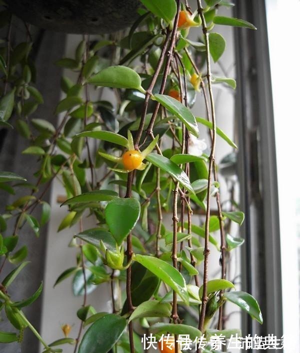 吊兰下面长白色果实