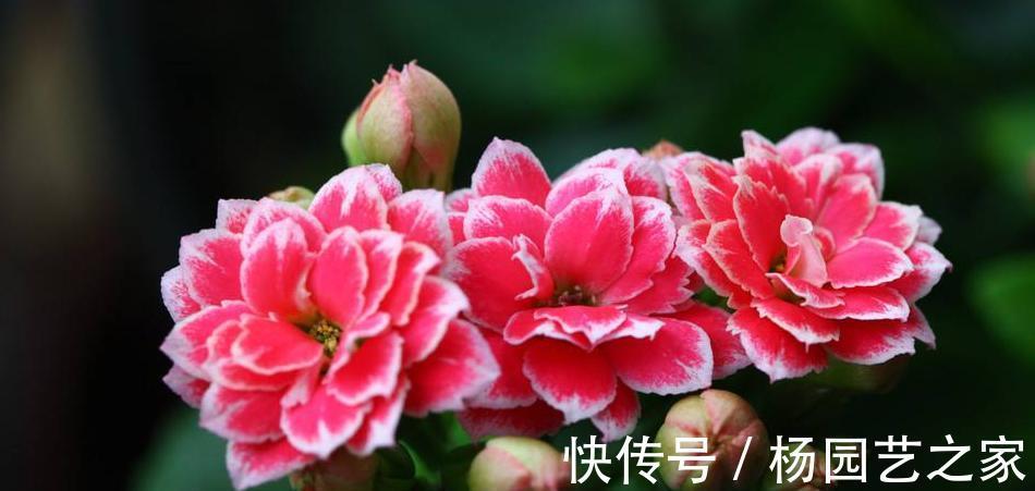 关键问题|长寿花夏季出现黑腐,解决3个关键问题,轻松度夏,入秋长势更好