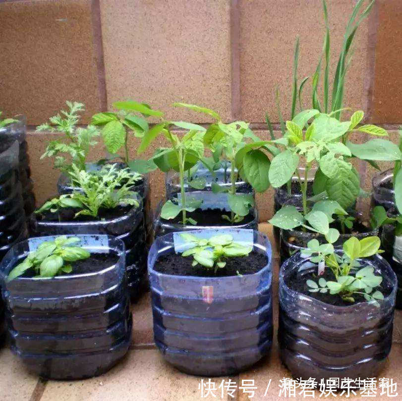 蔬菜|空油桶别扔了,剪一刀在阳台种菜,不用再买菜,一家人1年吃不完