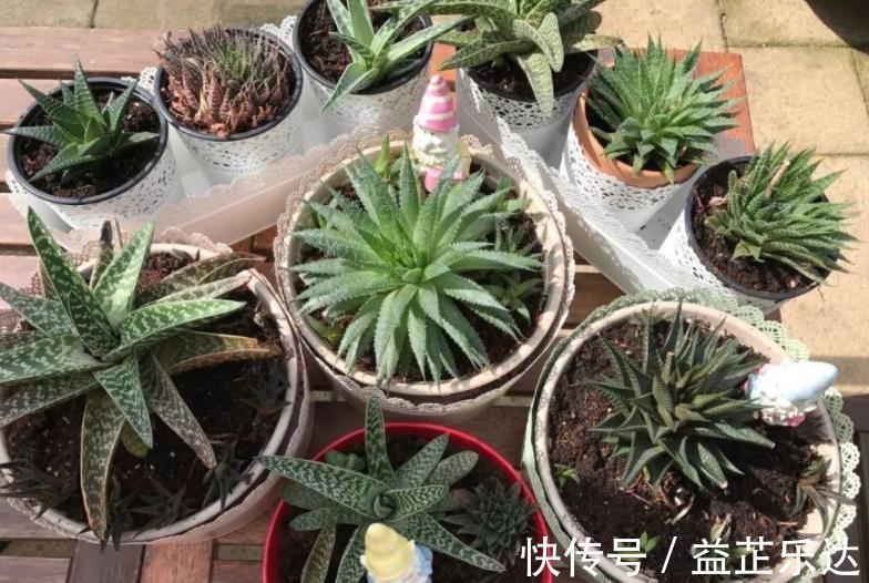 酸性土|路边随处可见的它，被誉为“天然酸性土”，又肥又透气