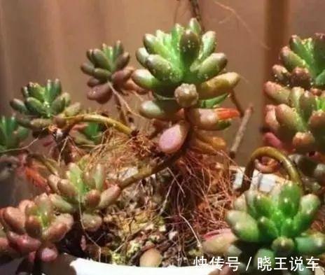 多肉长了这么多胡须,可能这是多肉在求救