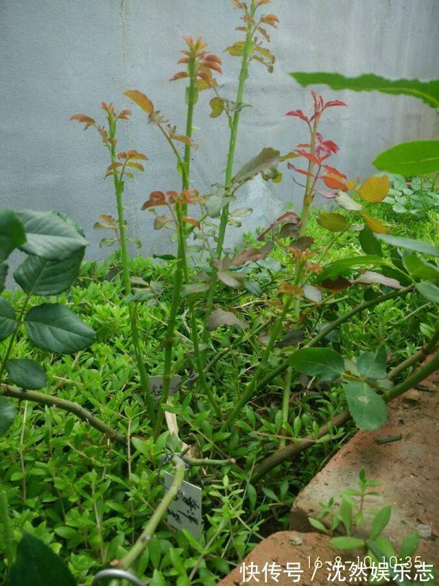 枝条|独干月季怎么养才会枝繁叶茂开花爆盆老花匠只需一招，长见识了