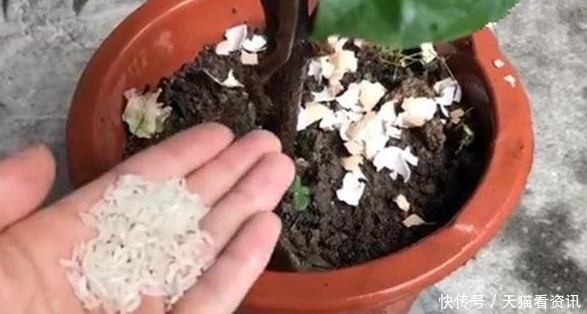 花盆中撒一把,不管多焉多难养的花,不烂根不黄叶,花开爆盆